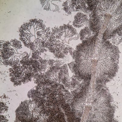 藻类,信笺针,在下面,放大效果,生物学,生物燃料,显微镜,退化单眼,淡水,海洋生命