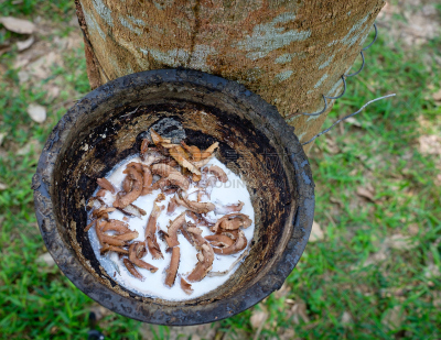 生食,橡胶,自然,材料,块状,杯球猜谜游戏,水平画幅,民间音乐,轻打,户外
