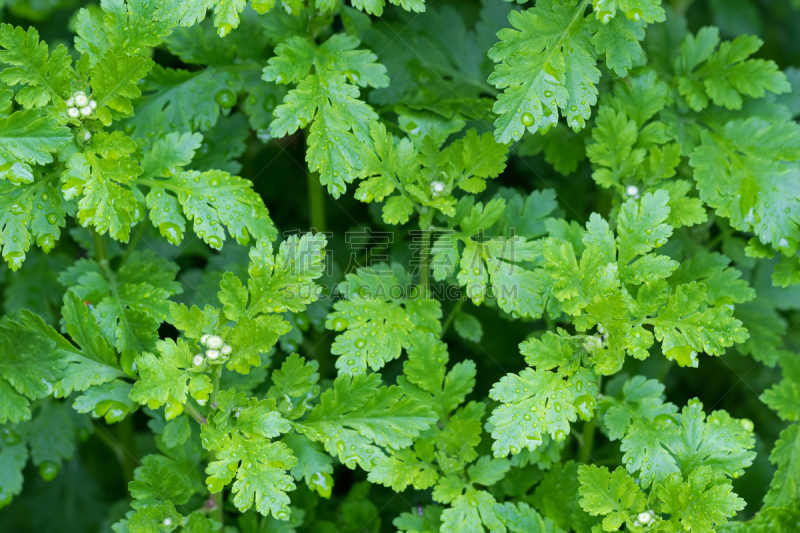 湿,花蕾,雨,叶子,绿色,菊科植物,修改系列,水平画幅,无人,夏天