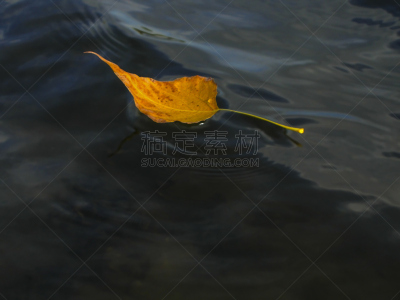 叶子,秋天,黄色,水面,水,水平画幅,三叶杨,平视角,湿,夏天