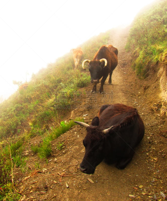 徒步旅行,安娜普娜环线,水牛,垂直画幅,天空,山,无人,草坪,夏天,户外