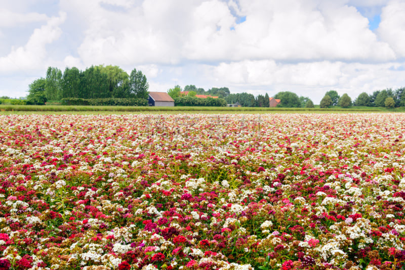 Flowering sweet william plants in a large variety of colors