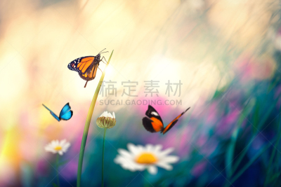 蝴蝶,蓝色闪光蝶,草蜻蛉蝶,鳞翅类,草地,蝴蝶犬,毛莨科,黑脉金斑蝶,刀刃草,留白