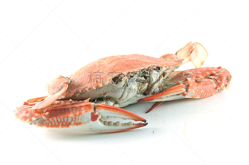 螃蟹,水平画幅,无人,海产,沸腾的,海洋,肉,餐馆,龙虾,2015年