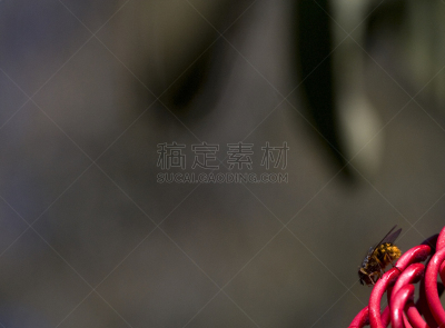 两翼昆虫,特洛皮,红色,冬天,图像,灌木,巨大的,无人,花,树