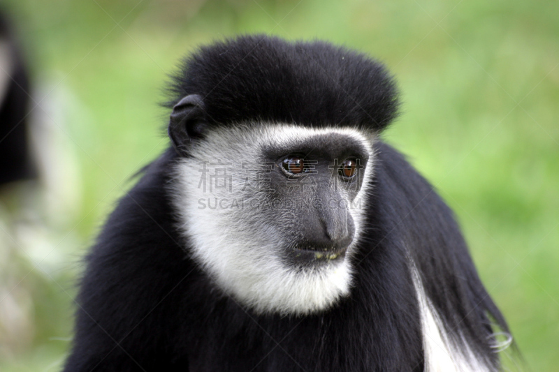 black and white colobus,水平画幅,叶猴,非洲,动物毛发,黑白图片,灵长目,肖像,bay colobus monkey,摄影