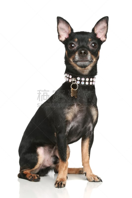 toy terrier,小狗,垂直画幅,美,褐色,纯种犬,小的,可爱的,梗犬,幼小动物