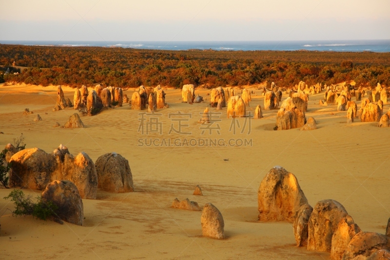 石峰沙漠,澳大利亚,石林,石化木,喀斯特,石灰石,西澳大利亚,气候,水平画幅,沙子