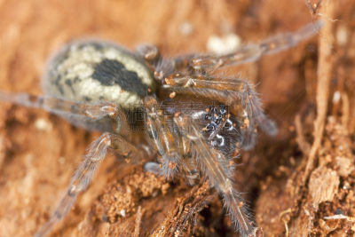 mesh-web spider,蜘蛛,蹼足,花边,褐色,水平画幅,动物身体部位,蜘蛛纲,怪异,图像