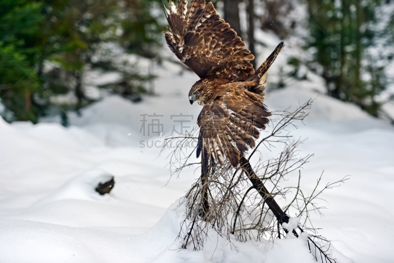 秃鹰,猎鹰,自然,野生动物,食肉鸟,水平画幅,雪,无人,鸟类,野外动物