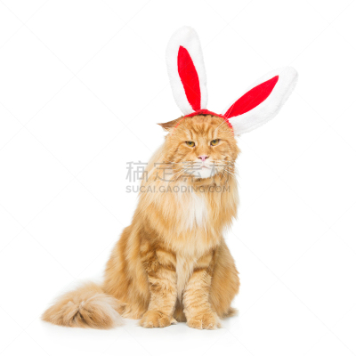 巨大的,兔耳朵,在边上,动物头,姜黄色的猫,缅因库恩猫,浣熊,宠物服装,留白