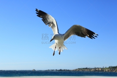 海鸥,天空,水平画幅,无人,蓝色,鸟类,开普敦,户外,海洋,哈氏鸥