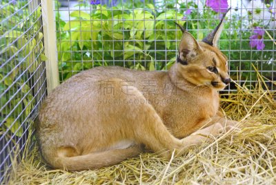 狞獾,野生猫科动物,笼子,褐色,水平画幅,夜晚,巨大的,爪子,动物身体部位,残酷的