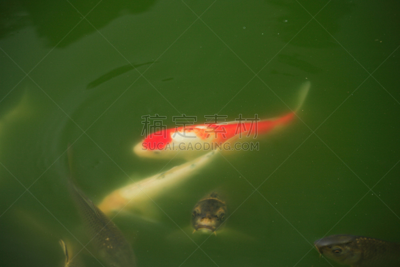 锦鲤,鲤鱼,红色,河岸,水平画幅,池塘,无人,动物,水下,海产