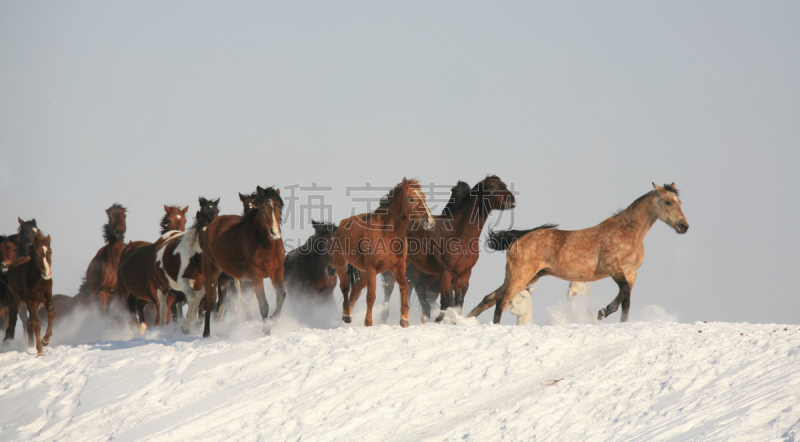 雪,马,兽群,水平画幅,无人,户外,camargue horse,哈萨克斯坦,夸特马,白色