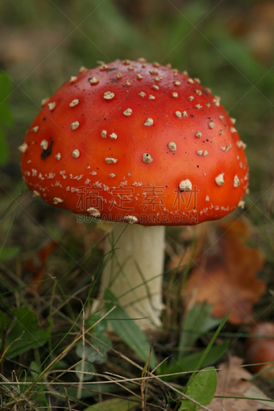 毒蝇菇,毒蘑菇,伞形毒菌,植物叶柄,垂直画幅,无人,草,斑驳的,特写,超自然