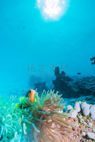 马尔代夫海葵,垂直画幅,水,水肺潜水,水下,户外,特写,银线小丑,礁石,热带气候