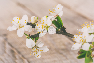 樱桃,枝,Creeping Bluet,跳板,饰品花,梅花,蓟,粉色背景,兰花,花