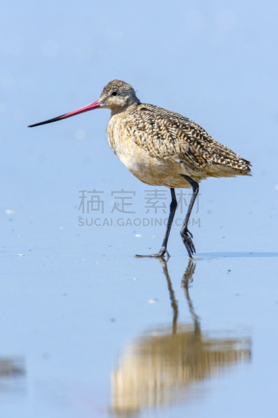 花条纹黑尾鹬,享廷顿滩,垂直画幅,无人,鸟类,户外,加利福尼亚,海洋,水禽,矶鹞