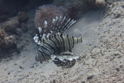 红海,蓑鲉,鹭管鱼,沙姆谢伊赫,热带气候,野生动物,indopacific ocean,动物,埃及,古尔代盖