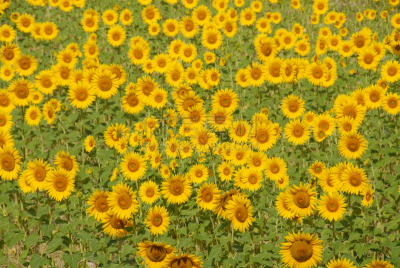 水平画幅,绿色,无人,趋光性,夏天,common sunflower,向日葵籽,植物,黄色,花头