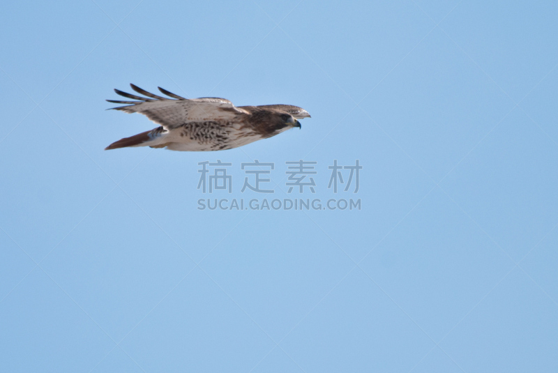 天空,蓝色,红尾鹰,红尾蟒蛇,褐色,野生动物,食肉鸟,水平画幅,无人,鸟类