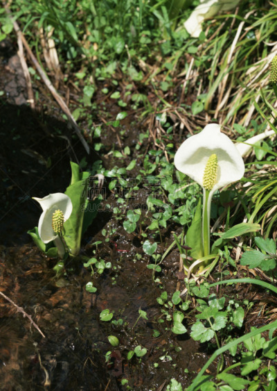 臭菘,自然,垂直画幅,档案,无人,户外,单子叶植物,陆地,白色,春天