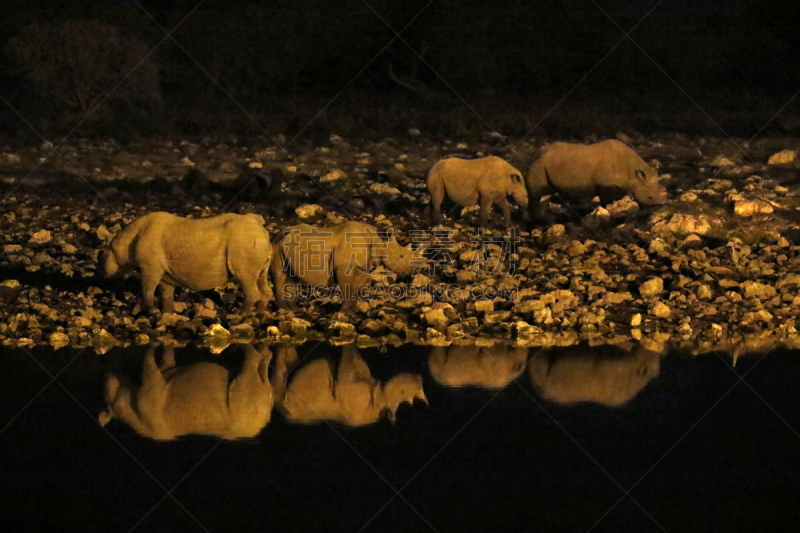 黑犀牛,水洞湖,非洲,纳米比亚,夜晚,探险旅馆,网球双打,猎笛,野生动物门,国际野生物保护公园