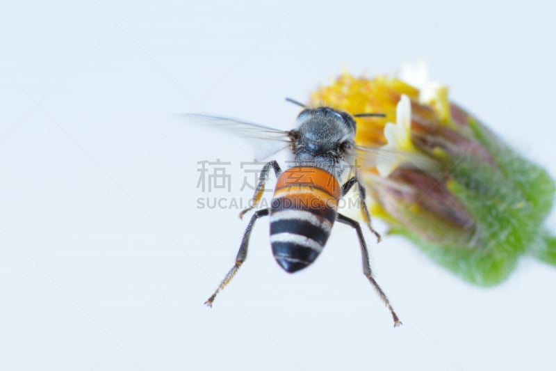 蜜蜂,分离着色,白色背景,非洲杀人蜂,蜜蜂服,伞形科,大黄蜂,杀虫剂,油菜花,花粉