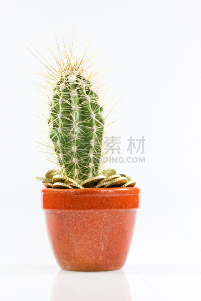 血汗钱,发财树,多刺疏林,利率,垂直画幅,灵感,储蓄,能源,无人,符号