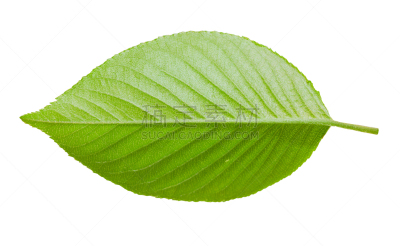 樱花,叶子,白色,分离着色,樱之花,自然,水平画幅,绿色,小的,无人