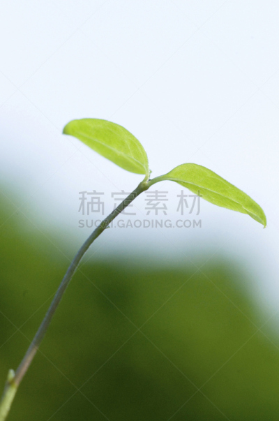 自然,垂直画幅,绿色,秧苗,无人,日本,春天,植物,新生活,环境