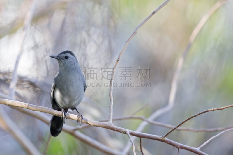 灰猫嘲鸫,安乐蜥,佛罗里达群岛,水平画幅,无人,鸟类,户外,北美歌雀,海滩,灌木