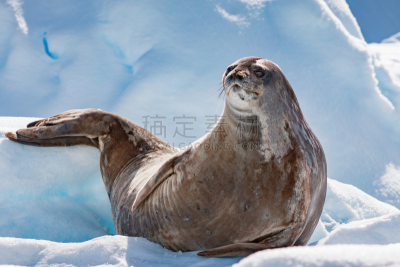 威德尔海海豹,南极洲,南极半岛,海豹,野生动物,水平画幅,雪,无人,野外动物,户外