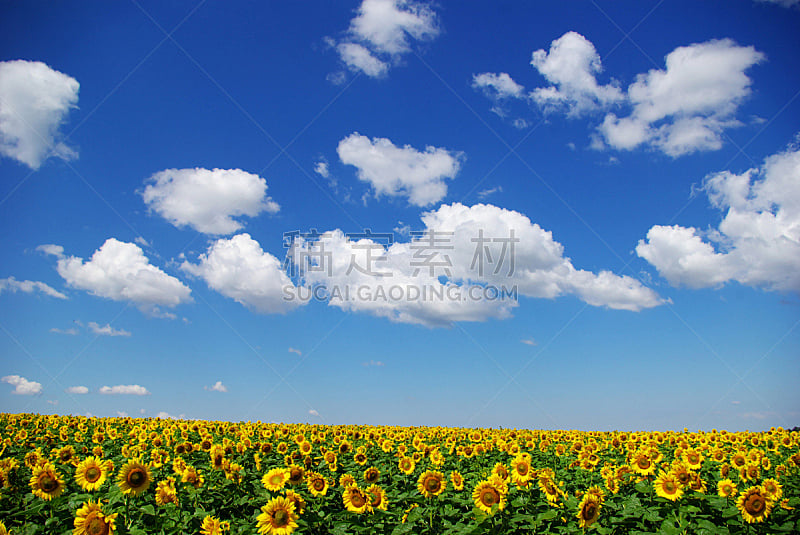向日葵,自然,天空,草地,水平画幅,地形,无人,蓝色,乌克兰,夏天