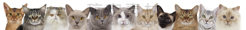 猫,成一排,与众不同,布偶猫,挪威森林猫,波斯猫,缅甸猫,数字11,缅因库恩猫,孟加拉猫