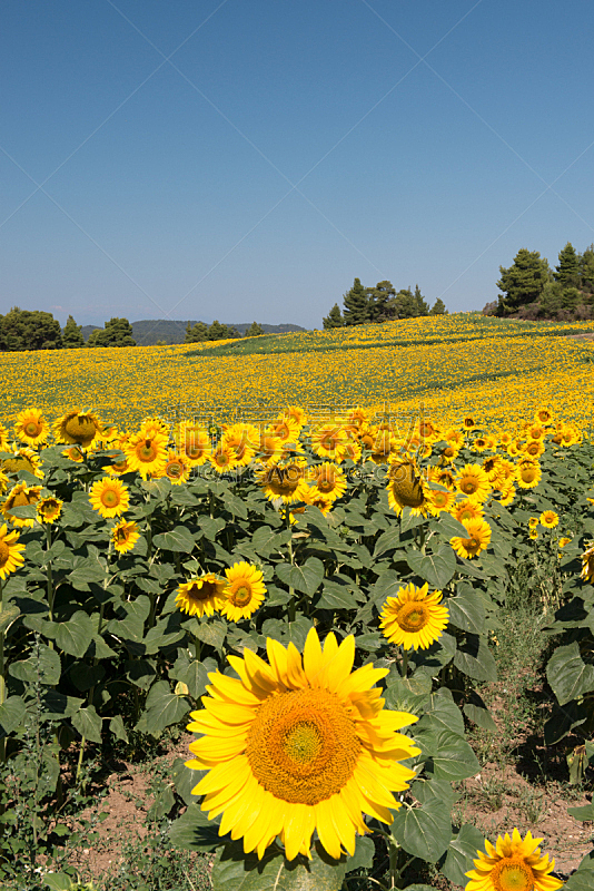 田地,向日葵,common sunflower,垂直画幅,无人,夏天,户外,植物,彩色图片,植物学
