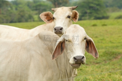 母牛,平衡折角灯,眨眼,动物眼睛,婆罗门圣牛,瘤牛,乳牛,肉牛,鳕鱼,家牛