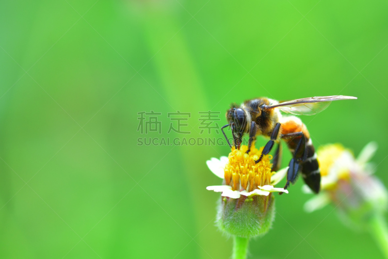 蜜蜂,杀虫剂,动物身体部位,夏天,农作物,白色,毛绒绒,花粉,草地,人的头部