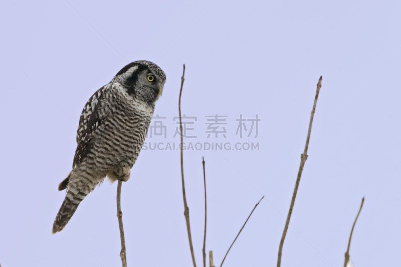 hawk owl,北,猫头鹰,老鹰,食肉鸟,水平画幅,夜晚,符号,鸟类,古老的