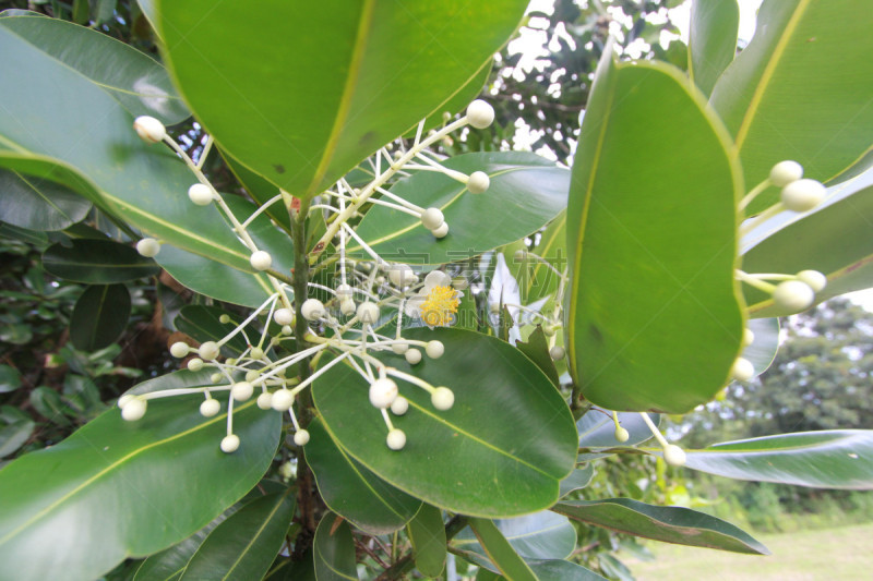 藤黄科,心皮,自然,美,水平画幅,无人,特写,红色,植物,黄色