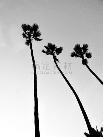 棕榈树,加利福尼亚,气候,旅途,热,好莱坞,黄昏,枝繁叶茂,甜点心,建筑特色