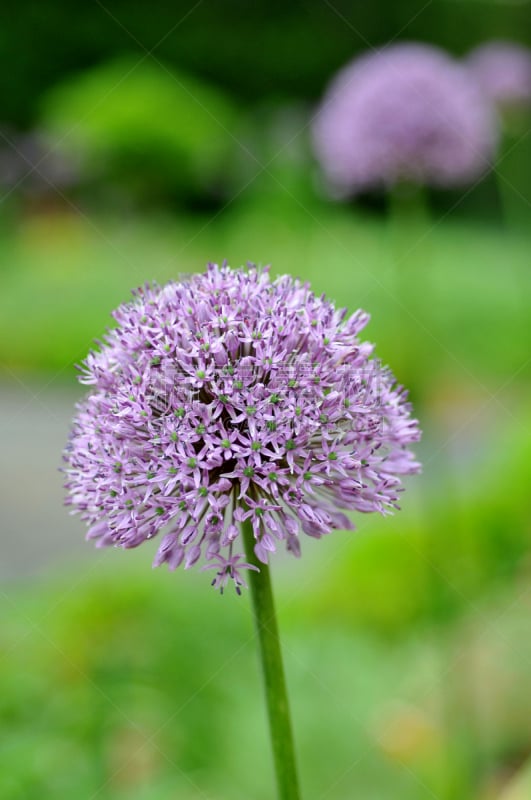 园林,绿河,葱属植物花,自然,垂直画幅,留白,秧苗,无人,仅一朵花,球体