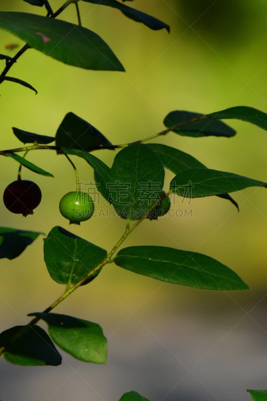 水果,野生植物,特写,蓝莓,垂直画幅,麦迪逊,麦迪逊县,美国,绿色,无人