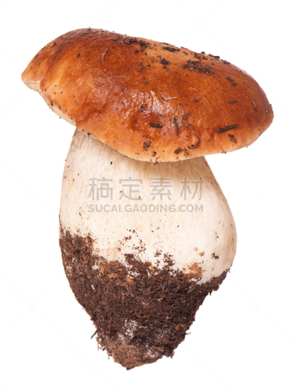 自然美,美味牛肝菌,菌丝,泥炭,porcini mushroom,垂直画幅,素食,无人,苔藓,生食