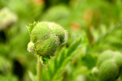 肉食植物,基尔肯尼郡,园林,红色,水平画幅,绿色,爱尔兰共和国,无人,摄影,花