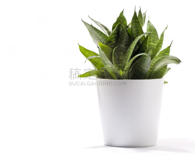 室内植物,白色背景,锅,白色,垂直画幅,水平画幅,无人,尖利,充满的,植物