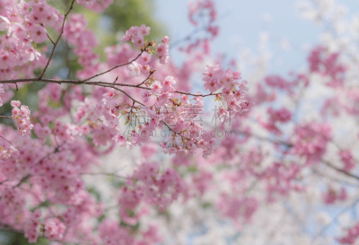 热,春天,花朵,园林,樱之花,池塘,中国,植物,户外,晴朗