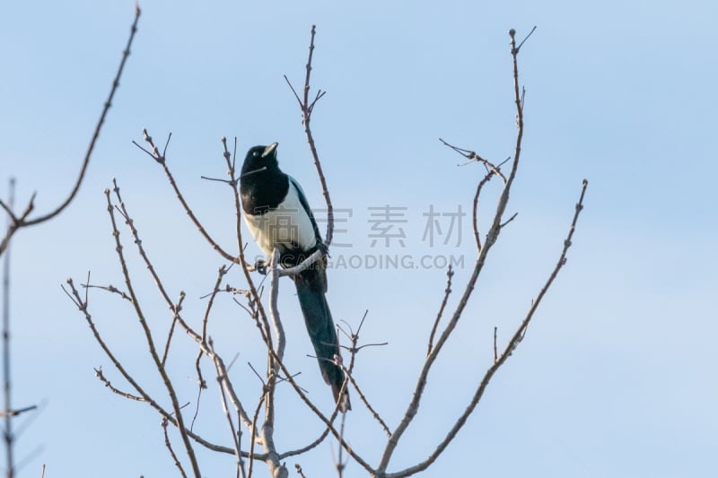 鹊,菜园,法国,野生动物,翅膀,脊椎动物,动物,鸟类,尾巴,户外