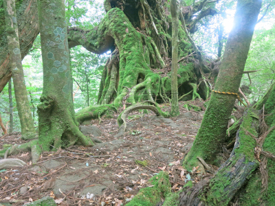 屋久岛,灵性,森林,地带雪松,莫斯兰丁,日本柏树,鹿儿岛县,藤蔓植物,簇叶从生的,雪松